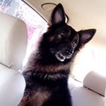 Profile Picture of Jimmy (@jimmy_shepherd_german) on Instagram