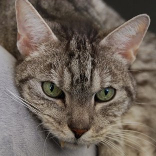 Profile Picture of Feivel Katznarric (@Feivel_Kater) on Twitter