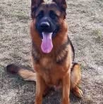 Profile Picture of Lucian Toma (@lucian.toma.1481) on Facebook