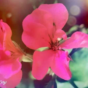 Alison Jane Lotter - Twitter Profile Picture of Alison Jane Lotter (@LotterJane) on Twitter