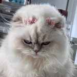 Profile Picture of kait (taylors version) (@kaitlyn_stackk) on Instagram