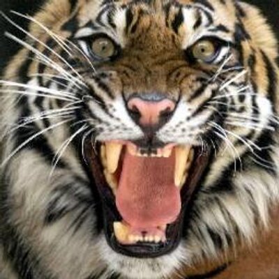 Profile Picture of Johntae Edward Hodge (@johnezay) on Twitter