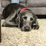 Profile Picture of Walter Cain (@wally_the_weim) on Instagram