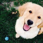 Profile Picture of Monkey & Marshall (@goldendrapers) on Instagram