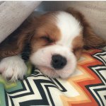 Profile Picture of Ralph Lauren (@ralph_cavalier) on Instagram