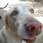 Profile Picture of ATXdog_guy (@sjasonappell) on Instagram