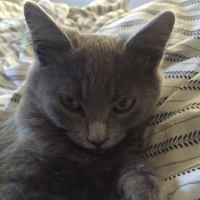 Profile Picture of Pamela Hales (@hales_pamela) on Twitter