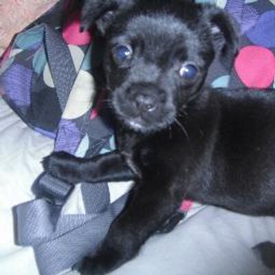 Profile Picture of Justin Xx (@Justin_ElPerro) on Twitter