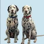 Profile Picture of Winston&Todd (@winston_toddxx) on Instagram