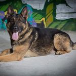 Profile Picture of Andrew Lillie (@1983_pirate_cowboy) on Instagram