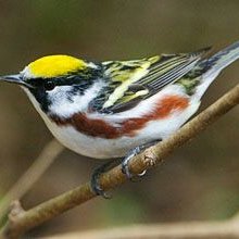 Profile Picture of Flymo (@mccann_maurice) on Twitter