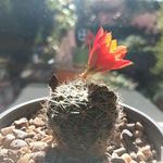 Profile Picture of Kate Ramsey (@kate.ramsey.54) on Instagram