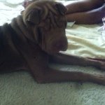 Profile Picture of teddy (@teddy_sharpei123n) on Instagram