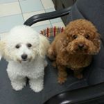 Profile Picture of Liz Wong (@l1zwong) on Instagram