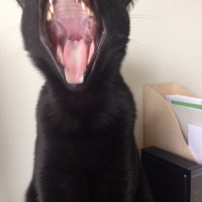 Peter Bockman - Twitter Profile Picture of Peter Bockman (@BockmanPeter) on Twitter