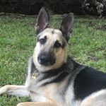 Profile Picture of Eli Mitchell Herman (@germanshepherdeliherman) on Instagram