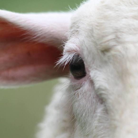 Profile Picture of Raina Milnes (@rainamilnes) on Poshmark