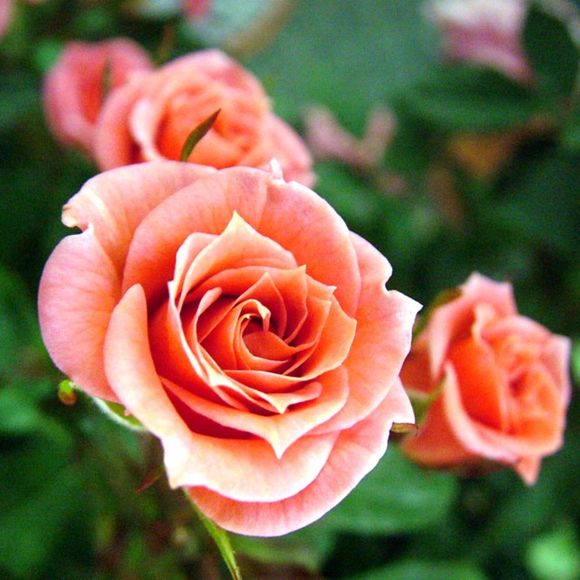 Profile Picture of Angel Root (@angelroot12) on Poshmark