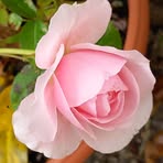 Profile Picture of Claude Lejeune Rateau (@claude.lejeunerateau) on Facebook