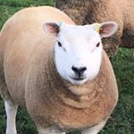 Profile Picture of Aaron Brackenbury (@shawl_lane_suffolks_and_texels) on Instagram