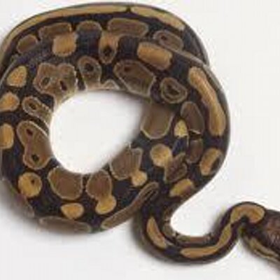 Profile Picture of JACKIE FUNK (@JACKLEENjYwx) on Twitter