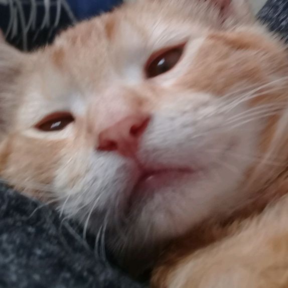 Profile Picture of Sheldon (@sheldon_ortiz) on Tiktok
