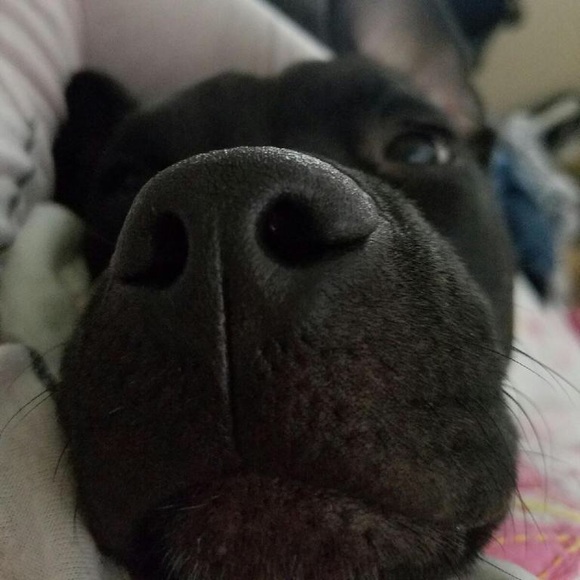 Profile Picture of Aaliyah Lucas (@ieatcookies15) on Poshmark