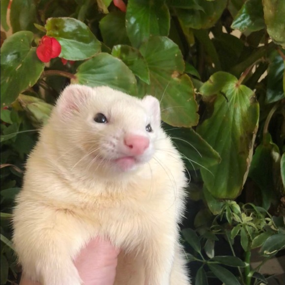 Profile Picture of Frank Gennett (@fgennett) on Poshmark