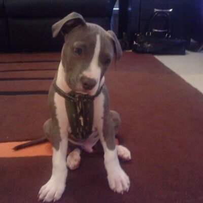 Profile Picture of Mitchell Stark (@StarkMitchell) on Twitter