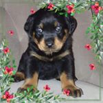 Profile Picture of Jesse Velazquez (@jessedagoatr6) on Instagram