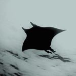 Profile Picture of manta ray (@_mantabancroft) on Instagram