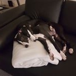 Profile Picture of steiner colin (@zwiebl2005) on Instagram