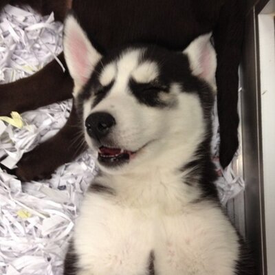 Profile Picture of anthony soviero (@tonysellsdogs) on Twitter
