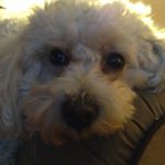 Profile Picture of David Polish (@zort1950) on Instagram