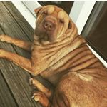 Profile Picture of Stanley The English Shar-pei. (@i_am_stanley_george) on Instagram