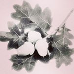 Profile Picture of Acorn to Oak designs (Amanda) (@grace.joy.hope) on Instagram