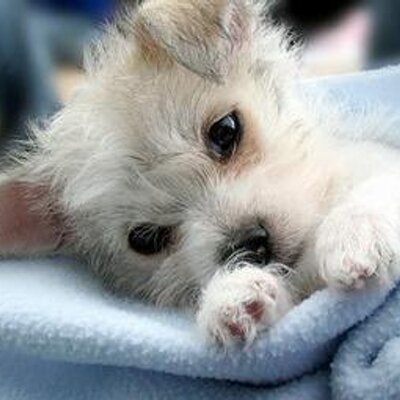 Profile Picture of Maya Ramachandran (@buddys21) on Twitter