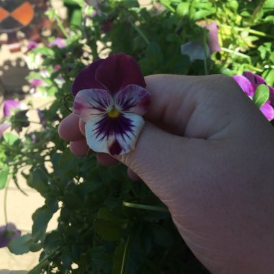 Profile Picture of Dana Albert (@Danaalbert19) on Twitter