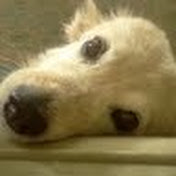 Profile Picture of Sandy Boyer (@flydoug2009) on Youtube