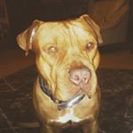 Profile Picture of Luis Pagani (@luis_pagani) on Instagram