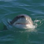 Profile Picture of Adrian Davis (@xxalucard13xx) on Instagram