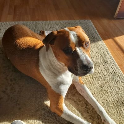 Profile Picture of Gabriel Malone (@GabrielMalone15) on Twitter