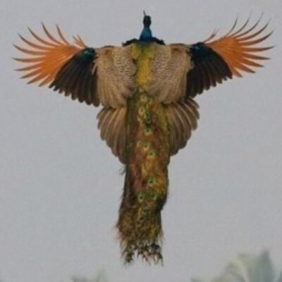 Profile Picture of فايزالحربي (@BrentonHayes1) on Twitter