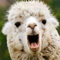 Profile Picture of GRANT CUMMINS (@g_llamas) on Tiktok