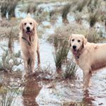 Profile Picture of Dexter & Eddie (@the_golden_moments_) on Instagram