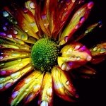 Profile Picture of Laurie Thorpe (@tigervib) on Instagram