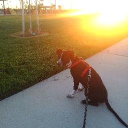 Profile Picture of Juan Jose Guerrero (@ExperiencesDog) on Twitter