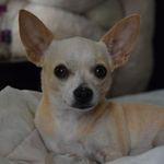 Profile Picture of Tommy Ramos (@tommy_ramos_csl) on Instagram