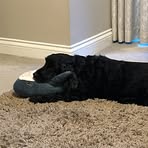 Profile Picture of Joshua Rowley (@joshua.rowley.92) on Facebook