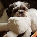 Profile Picture of Shelly Burris (@hippy_rn) on Instagram